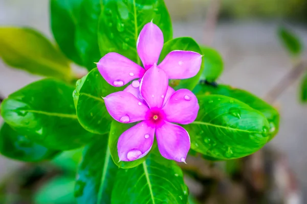 Ciclamen rosa, con hojas variablemente modeladas y pétalo húmedo por gotas de agua. Es una especie de planta con flores perennes, familia Primulaceae. Se encuentra principalmente en Europa y la cuenca mediterránea e Irán . — Foto de Stock