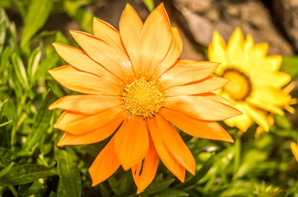 English Marigold flower (Calendula officinalis) also called pot marigold, ruddles, common marigold or Scotch marigold growing in sunlight