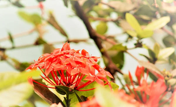 BlackBerry Lily (Iris domestica), även känd som Leopard Lily, Leopard Flower är en prydnadsväxt i Iridaceae familjen. — Stockfoto