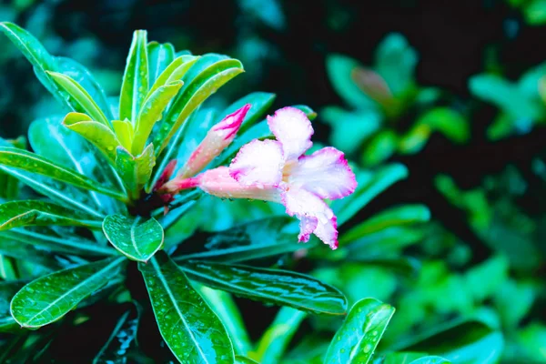 Trompet Vine veya Creeper (Campsis radicans) Abd, Avrupa ve Latin Amerika'ya özgü bignoniaceae familyasından bir çiçekli bitkidir.. — Stok fotoğraf