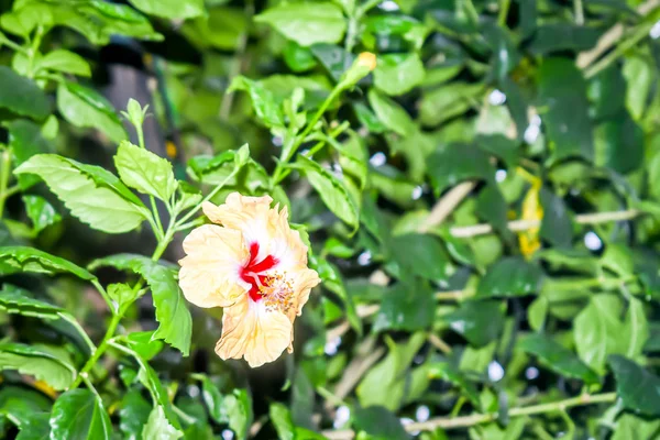 Hibiskus, Rosenmalve oder Sharonrose, eine Pflanzengattung aus der Familie der Malvengewächse. Sie ist in warm-gemäßigten, subtropischen und tropischen Regionen der Welt beheimatet. — Stockfoto