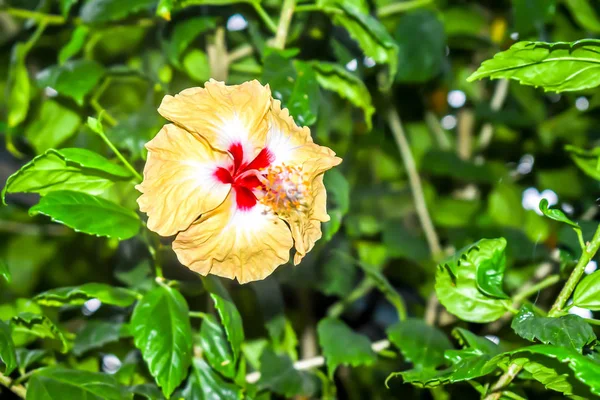 Hibiscus, rose mallow o rose of sharon, un género de plantas con flores perteneciente a la familia Malvaceae. Es nativa de las regiones templadas cálidas, subtropicales y tropicales del mundo . — Foto de Stock