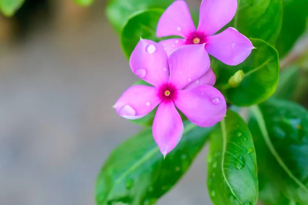 Ciclamen rosa, con hojas variablemente modeladas y pétalo húmedo por gotas de agua. Es una especie de planta con flores perennes, familia Primulaceae. Se encuentra principalmente en Europa y la cuenca mediterránea e Irán . — Foto de Stock
