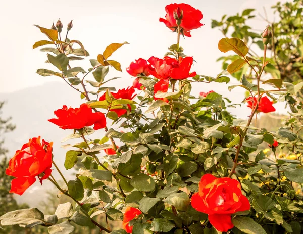 Een wilde rozen boom in de tuin. (Rosa rubiginosa) een meerjarige bloeiende sierplanten struik grote opzichtig rode kleur met scherpe stekels in Rosaceae familie groeien voor schoonheid en geurig. — Stockfoto