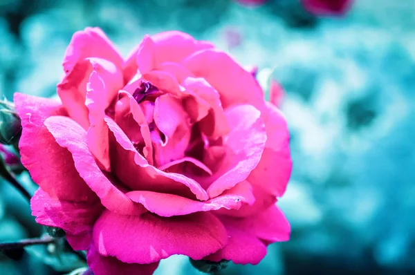 A wild rose species in garden. (Rosa rubiginosa) a perennial flowering ornamental plants shrub large showy red color with sharp prickles in Rosaceae family grow for beauty and fragrant. — Stock Photo, Image