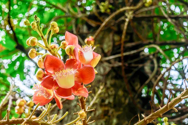 Feuerlilie oder Glory Lily (Gloriosa superba) genannt Flamme, kletternde oder kriechende Lilie oder Tigerkralle. Die Art ist ein zartes, knollenwurzeliges mehrjähriges Kraut, das aus fleischigen giftigen Rhizomen wächst.. — Stockfoto