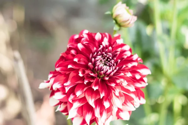 A pink white pincushion flower (Scabiosa columbaria) Related to species of sunflower, daisy, chrysanthemum, and zinnia. It is also called Pink Mist, a genus in honeysuckle family (Caprifoliaceae). — Stock Photo, Image