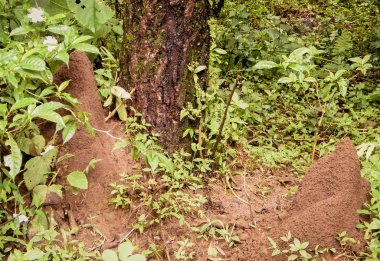 Yağmur ormanlarında ağacın yanında yeraltında karınca evi yuvası. Bu kolonilerde milyonlarca karınca yaşıyor. Tüneller veya oda olarak şekilleri. Genellikle toprağın içine gömülmüş karınca yuvaları bulmak zordur.