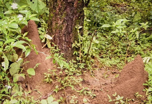 Yağmur ormanlarında ağacın yanında yeraltında karınca evi yuvası. Bu kolonilerde milyonlarca karınca yaşıyor. Tüneller veya oda olarak şekilleri. Genellikle toprağın içine gömülmüş karınca yuvaları bulmak zordur.