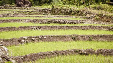Sundarbans Bengal bir köyün tipik pastoral tarım pirinç tarlaları manzara, Batı Bengal, Hindistan