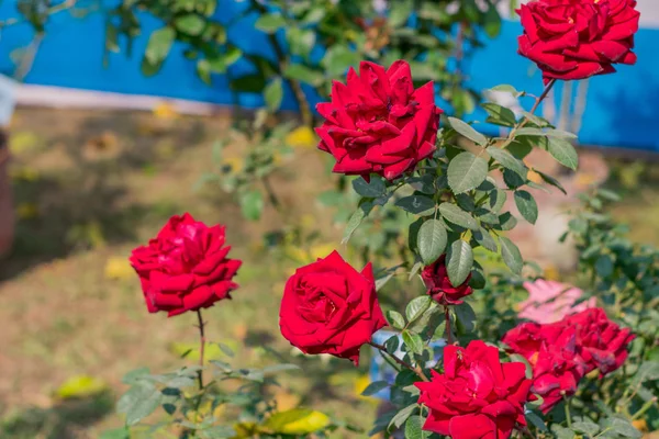 A rózsa egy fás szárú évelő virágos növény nemzetség Rosa Rosaceae család bokrok éles tüskék. A nap szerető virágzik tavasszal télen nyáron. Népszerű kerti csokor. Jelképe szerelmi barátság — Stock Fotó