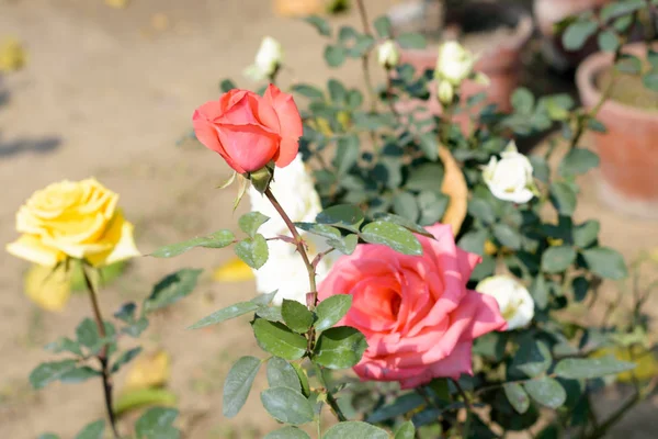 Een rode roos is een houtachtige, meerjarige bloeiende plant uit de familie Rosaceae. Een struik met stengels en scherpe stekels. Een zonneminnende plant bloeit in de late lente tot in de vroege herfst. Populair voor boeketten. — Stockfoto