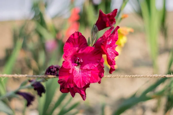 Zwaard Lelie (Gladiolus), een geslacht van planten uit de familie cormous Iris Het is een zon liefdevolle plant bloeit in de lente en de zomer. Een bloem voor tuinen en boeketten. De kleur is een symbool van liefde of vriendschap. — Stockfoto