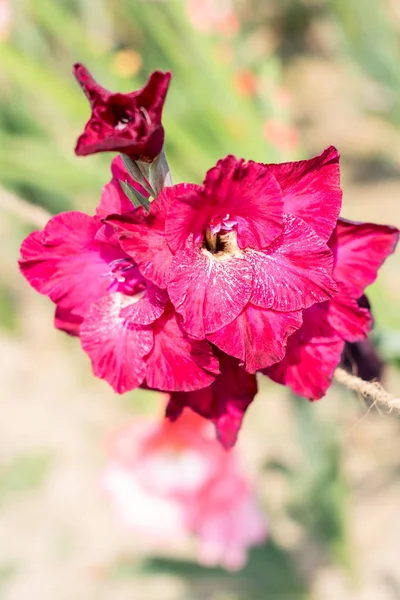 Meč Lily (Gladiolus) rod trvalých agilní čeledi Iris. Na jaře a v létě je to rostlinně milující rostlina. Květina pro zahrady a kytice. Jeho barva je symbolem lásky nebo přátelství.. — Stock fotografie