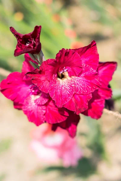 Meč Lily (Gladiolus) rod trvalých agilní čeledi Iris. Na jaře a v létě je to rostlinně milující rostlina. Květina pro zahrady a kytice. Jeho barva je symbolem lásky nebo přátelství.. — Stock fotografie