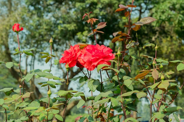 Een rode roos-genus Rosa familie Rosaceae. Een struik met stengels scherpe stekels. Het is een zon liefdevolle plant bloeit in de lente zomer. Het symbool van vriendschap perfect voor het aantrekken van vlinders honingbijen. — Stockfoto