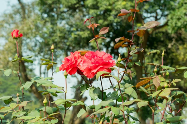 A Red rose - Gênero Rosa família Rosaceae. Um arbusto com caules espinhos afiados. É uma planta que ama o sol Flores no verão de primavera. Seu símbolo de amizade perfeito para atrair borboletas abelhas . — Fotografia de Stock