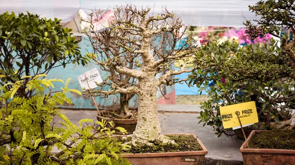 Genévriers ou Juniperus Bonsai à exposer dans un pot de fleurs. Genre tropical de figuiers feuillus à feuilles persistantes, arbustes de vignes à troncs ligneux matures et épais — Photo