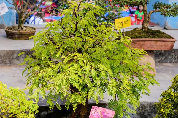 Fern Tree Bonsai pour l'affichage dans un pot de fleurs. Genre tropical de figuier à feuilles caduques persistantes, arbustes de vignes à arbre de taille moyenne et feuilles à folioles pennées . — Photo