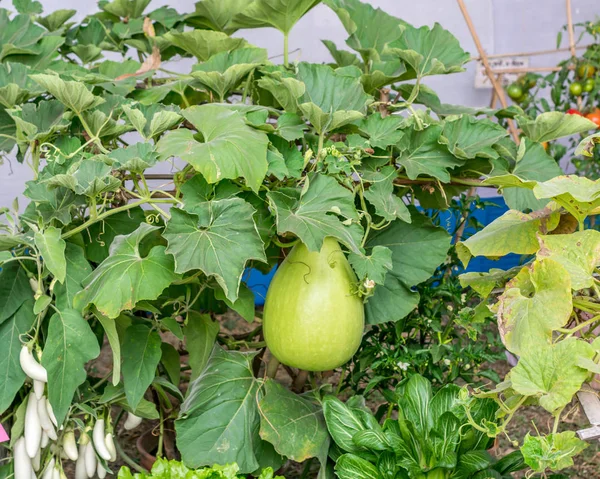 Frutos de calabaza (Cucurbitaceae) planta con flores. Pertenece a familias como Cucurbita y Lagenaria como calabazas, pepinos, calabazas, luffa y melones. . — Foto de Stock