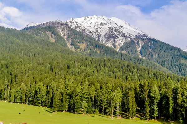 Stunning photograph of Kashmir valley (Paradise on Earth). Beautiful view of Yusmarg village surrounded by snow frozen Himalayas glacier mountains and green fir and pine tree line forest landscape. — Stock Photo, Image