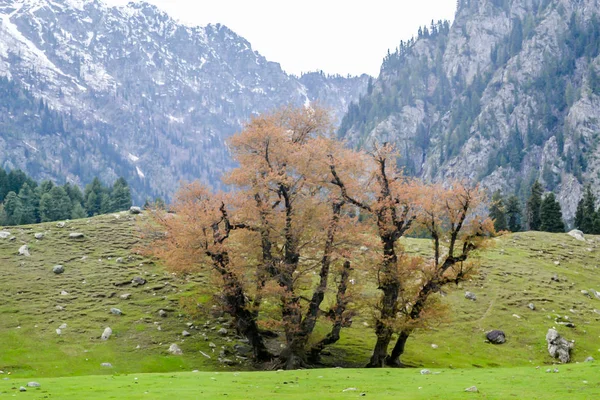 Kaşmir 'in çarpıcı fotoğrafı' Dünyadaki Cennet 'olarak da adlandırılır.,