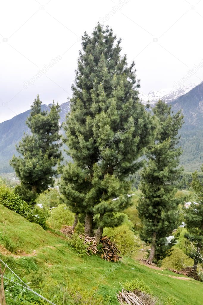 Stunning photograph of a beautiful Deodar cedar (Cedrus deodara) tree growing against blue cloudless sky and distant mountain of Kashmir valley Himachal Pradesh India, also called 'Paradise on Earth'.