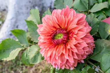 Tarlada çiçek açan Zinnia bitkisi. Papatya ailesinin bir ayçiçeği kabilesi. Yazın sonlarına doğru açan güneş seven bir bitkidir. Bahçeler ve buketler için çok popüler bir çiçek..