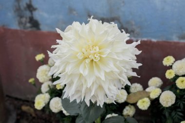 Beyaz Guldavari Çiçek bitkisi, otsu çok yıllık bir bitki. Bu geç yaz erken ilkbahar da bir güneş seven bitki Blooms olduğunu. Bahçeler ve buketler için çok popüler bir çiçek. Metin için alan odasını kopyalama.