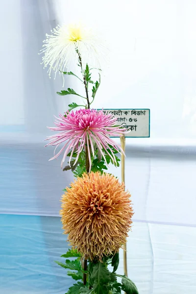 Kolkata Horticulture Society, West Bengal, India May 2019 - Bee Balm and Dahlia tulip flowers in full bloom at an annual flower show in an exotic exhibit of tropical flowers show in Kolkata India. — Stock Photo, Image