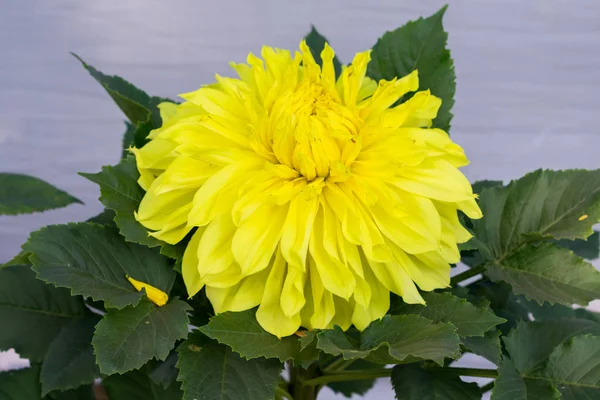 Yellow Guldavari Flower plant, a herbaceous perennial plants. It is a sun loving plant Blooms in early spring to late summer. A very popular flower for gardens and bouquets. Copy space room for text. — Stock Photo, Image