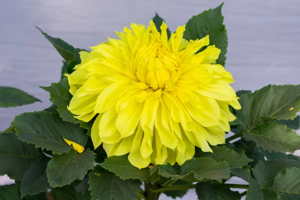 Fiore di Guldavari Giallo, una pianta erbacea perenne. È una pianta amante del sole Fiorisce all'inizio della primavera alla fine dell'estate. Un fiore molto popolare per giardini e bouquet. Copia spazio per il testo . — Foto Stock