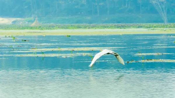 Close-up van een reiger reiger (Ardea alba), een veel voorkomende soort van melkachtig wit water vogel versierd met Buff pluimen, gespot in een Wetland omgeving in lava en Neora Valley National Park, West Bengal India — Stockfoto