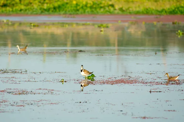Mancha faturada Pato cisnes gansos ou Pati Hash (aves aquáticas Anatidae), um pássaro tamanho frango nadando no campo do lago com Floração Água Hyacinth (Eichhornia crassipes). Thattekad Bird Sanctuary, Kerala Índia . — Fotografia de Stock