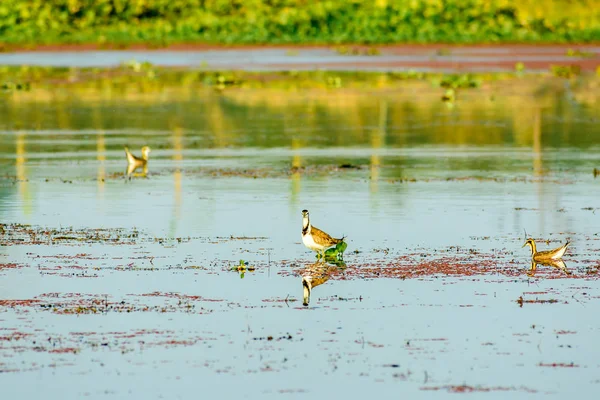 Mancha faturada Pato cisnes gansos ou Pati Hash (aves aquáticas Anatidae), um pássaro tamanho frango nadando no campo do lago com Floração Água Hyacinth (Eichhornia crassipes). Thattekad Bird Sanctuary, Kerala Índia . — Fotografia de Stock