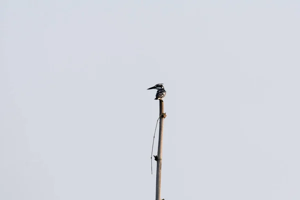 Close up de Hoopoe pássaro ou pica-pau peludo com bico longo e listras pretas e brancas em asas empoleiradas em um galho de árvore. Céu azul de primavera ensolarado no fundo. Sultanpur Bird Sanctuary, Haryana Índia . — Fotografia de Stock