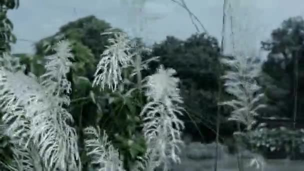 美丽的白色坎 草花植物 糖自发体 在风中吹拂 蓝天背景 设计许愿苏比约亚 快乐杜尔加普贾节在西孟加拉邦 — 图库视频影像