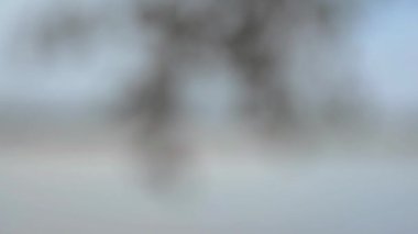 Banyan ağacının dalı kanatta üfleme ve doğal bir çerçeve çerçeveleme yaprakları. Cityscape Ganj nehri arka planda. Kolkata nehir kenarı. Bahar Noel dekorasyonu. Metin için alan odasını kopyalama.