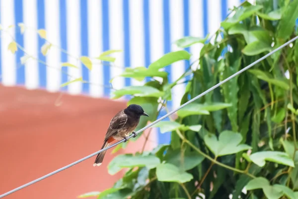 Passerine Starlings kuşlar Myna (Pycnonotidae) türleri, güzel ve çok küçük, bir elektrik teli nokta. Bülbül, Myna, Serçe, Güvercin ve Babbler Hint şehirlerinin köylerinde en yaygın kuşlardır. — Stok fotoğraf