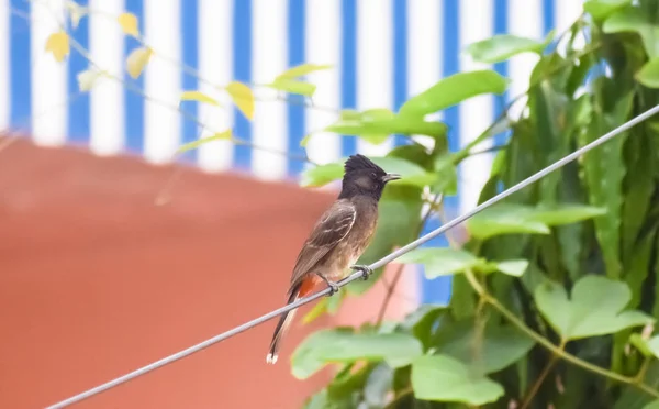 Vented Bulbul ( Pycnonotidae) or red ass bird, beautiful and very small passerine birds, spot in a electrical wire. Bulbul, Myna, Sparrow, Pigeon and Babbler are most common birds in Indian cities. — Stock Photo, Image