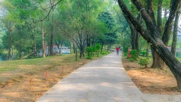 Şehir parkında bir erken akşam, parlak güneş ışığı ve gölgeler, yaz sezonu, güzel manzara. Central Park Sabah Geç Kalküta. Yeşil yaprakları ve çim ile koyu gövdeleri kontrast nefes kesici. — Stok fotoğraf