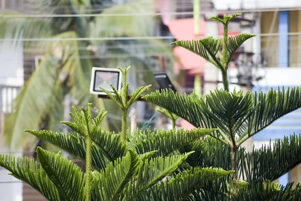 Gros plan de vert de Thuja (Platycladus orientalis) sur fond isolé de la ville. Plante à feuilles persistantes. Feuilles de Noël fleuries au soleil. Contexte naturel . — Photo