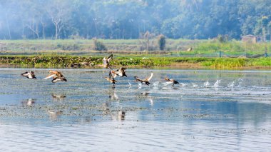 Göl üzerinde uçan göçmen kuş sürüsü. Tatlı su ve kıyı kuş türleri Nelapattu Kuş Sanctuary Nellore Andhra Pradesh Hindistan Batı Ghats bölgesinde tespit. Kuş yaşamı için bir cennet.