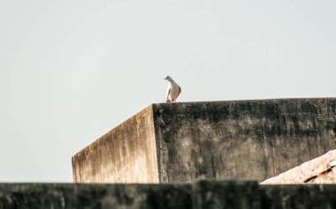 Küçük bir kar beyaz fantail ve siyah benekli tüy Güvercinler (Columba livia domestica) bir Tombul kuş, bir evin çatısında oturan. Yakın Çekim.