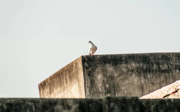 一只小雪白的扇尾和黑色斑点的羽毛鸽子（科伦巴利维亚家）一只丰满的鸟，坐在房子的屋顶上。特写. — 图库照片