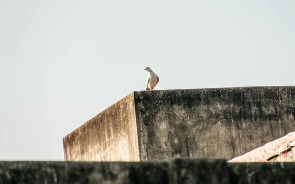 Malý sněžný, bílý Fantom a černý vrh holubů (Columba Livia domestica), který sedí na střeše domu. Zavřít. — Stock fotografie