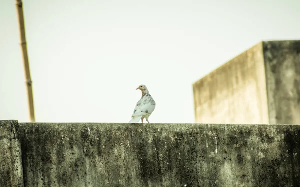 Un piccolo fantail bianco neve e marrone piuma nera piccioni maculati (Columba livia domestica), un uccello paffuto seduto sul tetto di una casa. Primo piano . — Foto Stock