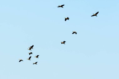 Kusurlu bir V formasyonu içinde uçan göçmen kaz sürüsü. Kuşlar formasyonda uçuyor, Mavi gökyüzü arka planı. Nelapattu Kuş Sığınağı Nellore Andhra Pradesh Hindistan.