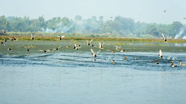 Bharatpur Kuş Sanctuary Rajasthan Hindistan, kuş yaşamı için bir cennet olarak bilinen Keoladeo Milli Parkı, kirli bir kıyı şeridinde tespit bir grup olarak birlikte göç kazlar Kırmızı tepeli pochard sürüsü