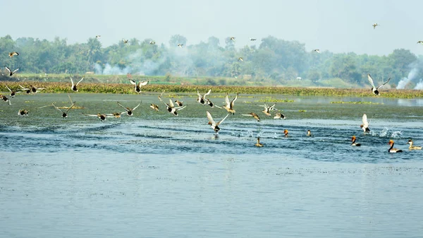 Rebanho de gansos migradores Pochard de crista vermelha juntos como um grupo manchado em uma costa poluída no Parque Nacional Keoladeo, conhecido como Bharatpur Bird Sanctuary Rajasthan Índia, um paraíso para a vida aviária — Fotografia de Stock